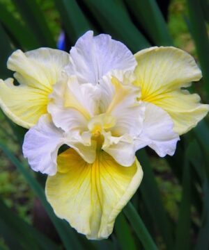 Yellow Siberian Iris bloom with yellow falls and ruffled lavender standards.