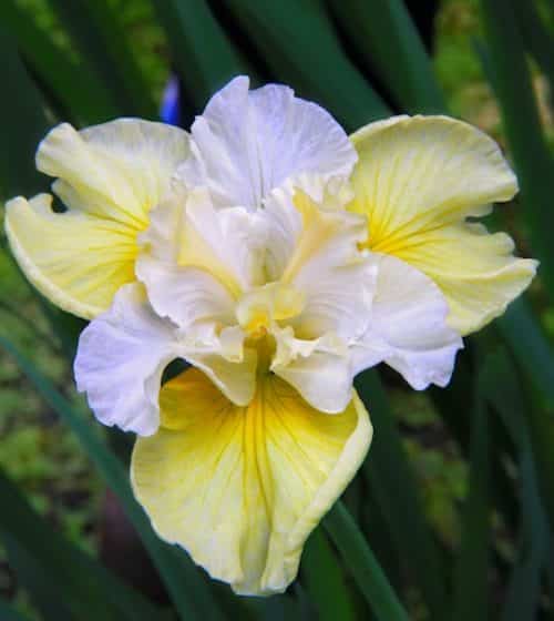 Yellow Siberian Iris bloom with yellow falls and ruffled lavender standards.
