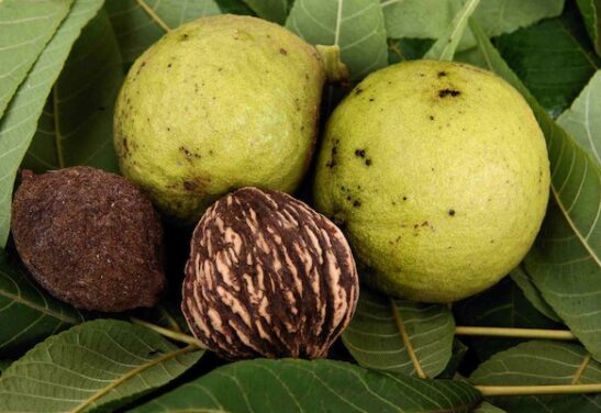 coursely ribbed Black Walnut tree leaves. coursely ribbed Black Walnut tree leaves.