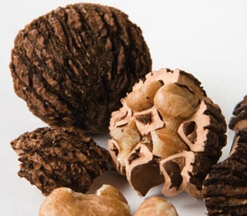 Mature Black Walnut tree in a meadow. Mature Black Walnut tree in a meadow.