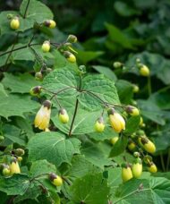Arching habit of Kirengeshoma palmata