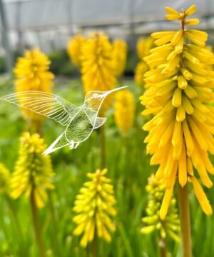 Kniphofia gold rush yellow red hot poker spikes with a white hummingbird illustration