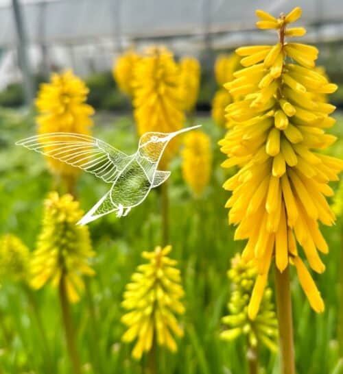 Kniphofia gold rush yellow red hot poker spikes with a white hummingbird illustration