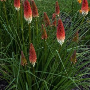 Spikes of red and white Kniphofia High Roller blooms above spiky