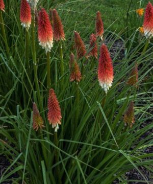 Spikes of red and white Kniphofia High Roller blooms above spiky