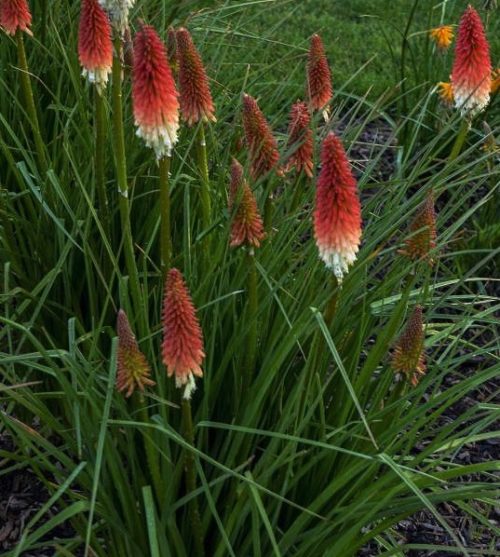 Spikes of red and white Kniphofia High Roller blooms above spiky