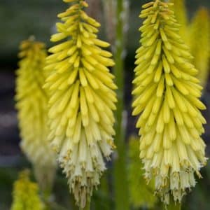 yellow and white White Red Hot Poker blooms above spiky