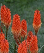 Spikes of oangey red Poker Face Red Hot Poker blooms.