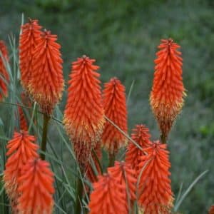 Spikes of oangey red Poker Face Red Hot Poker blooms.