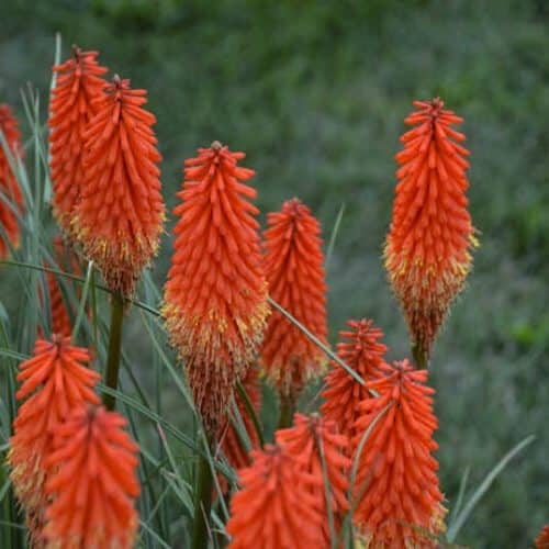 Spikes of oangey red Poker Face Red Hot Poker blooms.