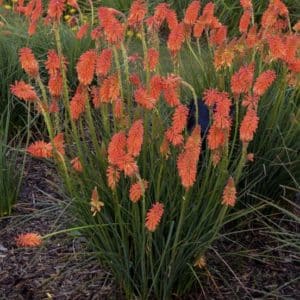 Spikes of oangey red Kniphofia 'Poker Face' blooms