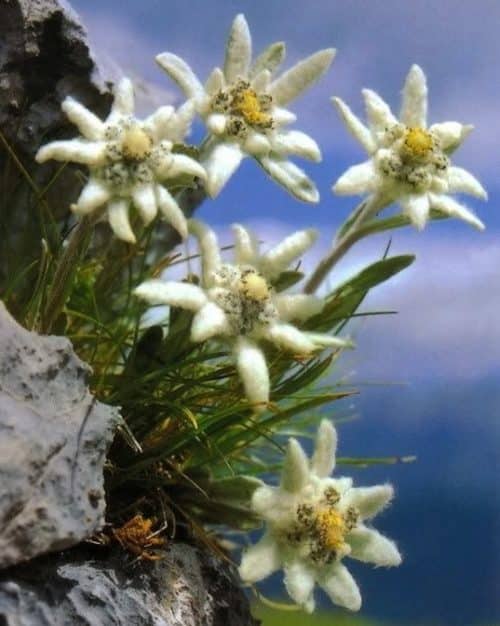 Leontopodium alpinum Blossom of Snow flowers with fuzzy white petals.