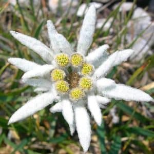 Leontopodium alpinum Blossom of Snow bloom with fuzzy white petals and a yellow center
