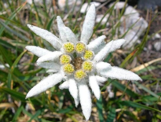 Leontopodium alpinum Blossom of Snow bloom with fuzzy white petals and a yellow center Leontopodium alpinum Blossom of Snow bloom with fuzzy white petals and a yellow center