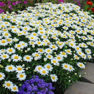 A border of Leucanthemum-superbum 'Snowcap' flowers with white daisy petals and yellow centres.