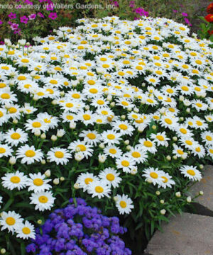 A border of Leucanthemum-superbum 'Snowcap' flowers with white daisy petals and yellow centres.