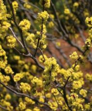 Gnarled dark branches of Northern Spicebush covered in tight