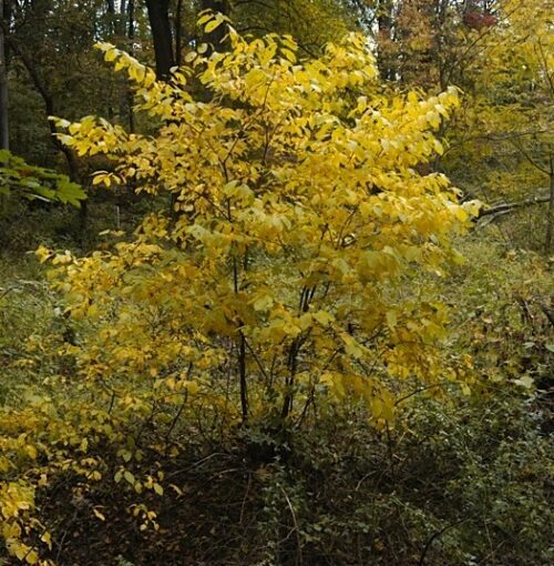 yellow blooms. yellow blooms.