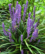 Big Blue Lily Turf perennial with narrow