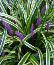 Variegated Lily Turf perennial with white and green varieagated leaves and small deep lavender flowers.