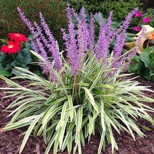 Variegated turf lily plant with variegated green and white leaves, and purple spikes of flowers.