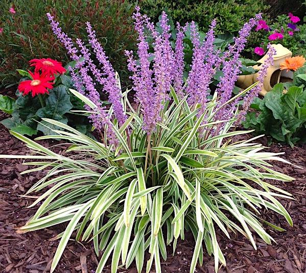 Variegated turf lily plant with variegated green and white leaves, and purple spikes of flowers.