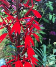 Spikes of deep red Black Truffle Cardinal Flower bloms with deep purple stems.