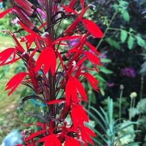 Spikes of deep red Black Truffle Cardinal Flower bloms with deep purple stems.