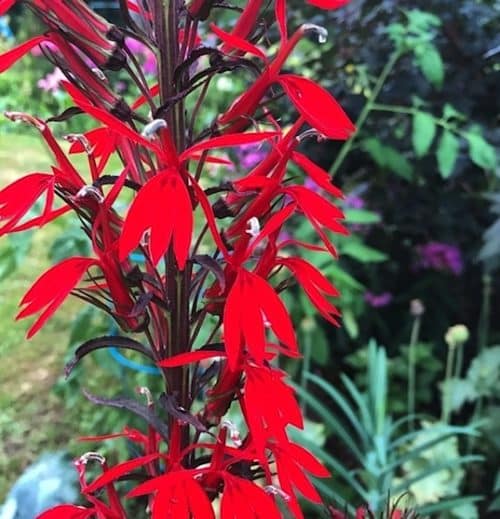 Spikes of deep red Black Truffle Cardinal Flower bloms with deep purple stems.