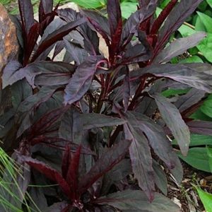 Deep purple and red leaves of the Black Truffle Cardinal Flower.