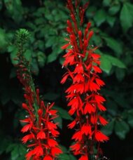 Spikes of bright red Cardinal flower blooms.