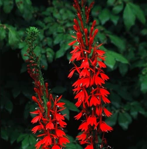 Spikes of bright red Cardinal flower blooms.