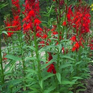 Spikes of bright red Lobelia cardinalis blooms over mint-like foliage.