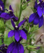 Deep bright blue Starship Blue Cardinal Flower.