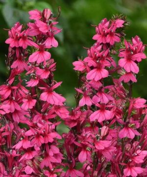 Spikes of deep Pink Cardinal Flower blooms.