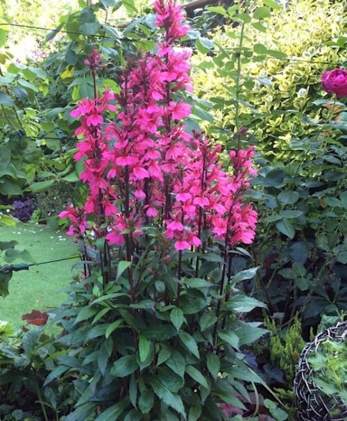 Pink Cardinal Flower | Lobelia speciosa STARSHIP™ Deep Rose