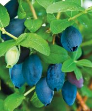Large purpley Aurora Haskap berries and small ovoid leaves on the stem.