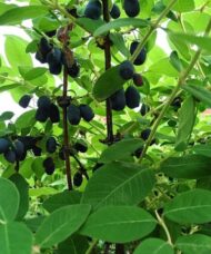 Plump ovid indigo coloured Indigo Gem Haskap berries