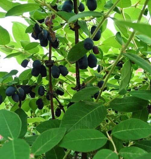 Plump ovid indigo coloured Indigo Gem Haskap berries