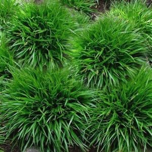 luzula pilosa igel grass 300x300 - Order Plants Now