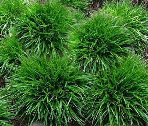 Green mounds of soft, spikey blade-like leaves of luzula pilosa igel.
