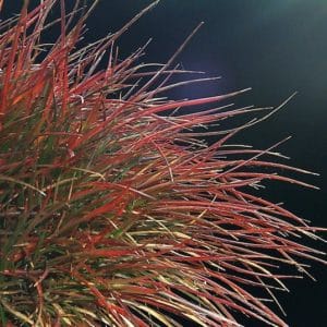 luzula ruby stiletto ornamental grass 300x300 - Order Plants Now
