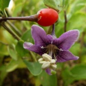Purple flower of Lycium barbarum.