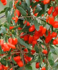 Bright red fruits of the sweet goji berry.