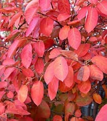 martin saskatoon autumn foliage - Amelanchier alnifolia 'Martin'