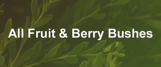 menu all fruit and berry bushes 3 - Arctostaphylos uva-ursi