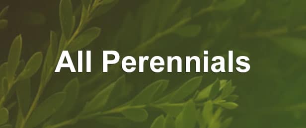 menu all perennials 2 1 - Penstemon 'Onyx and Pearls'