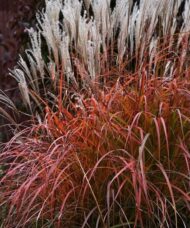 Miscanthus sinensis 'Fire Dragon'