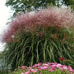 miscanthus sinensis rotsilber red silver maiden grass 300x300 - Order Plants Now