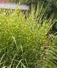 Bluish green and yellow horizontally striped Porcupine Grass blades.